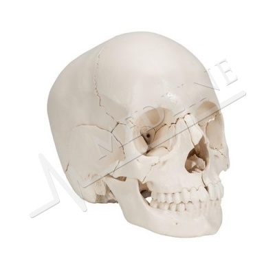 Crâne humain articulé de 22 pièces - Matériel didactique