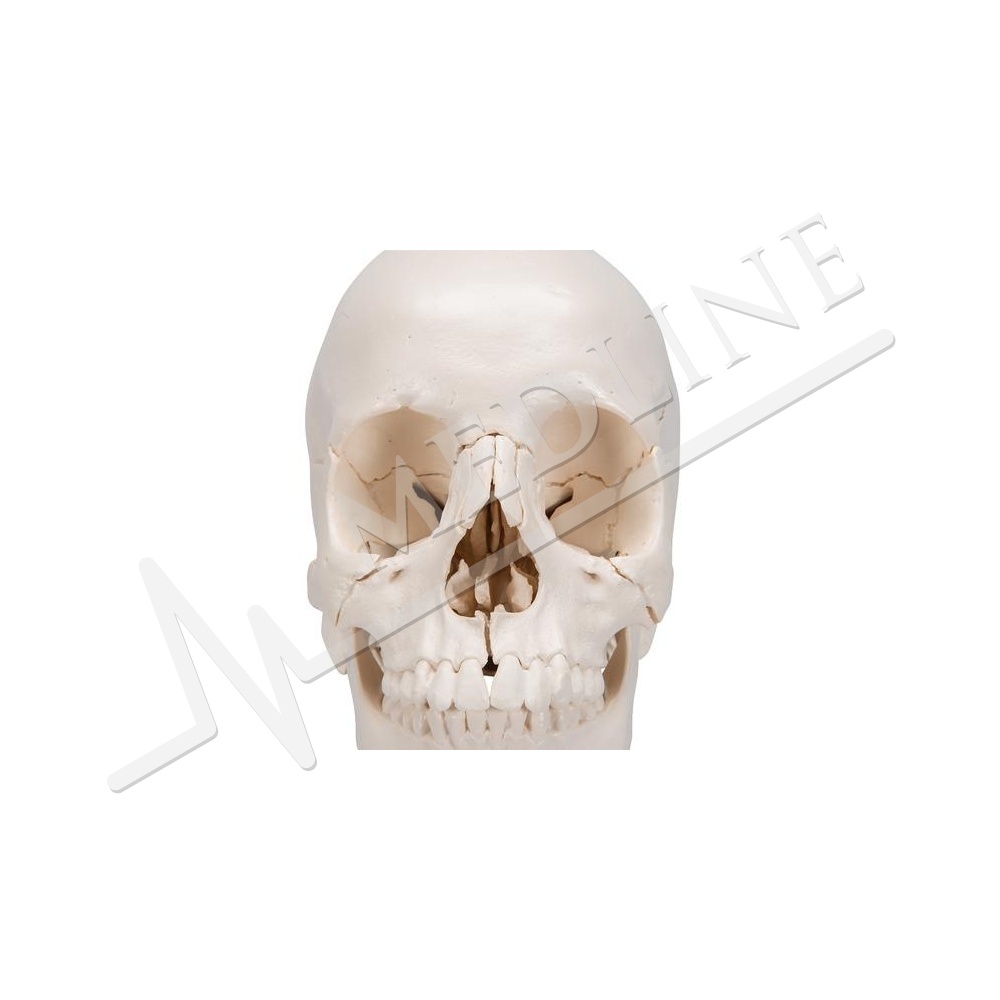 Crâne humain articulé 22 pièces EZ 4701
